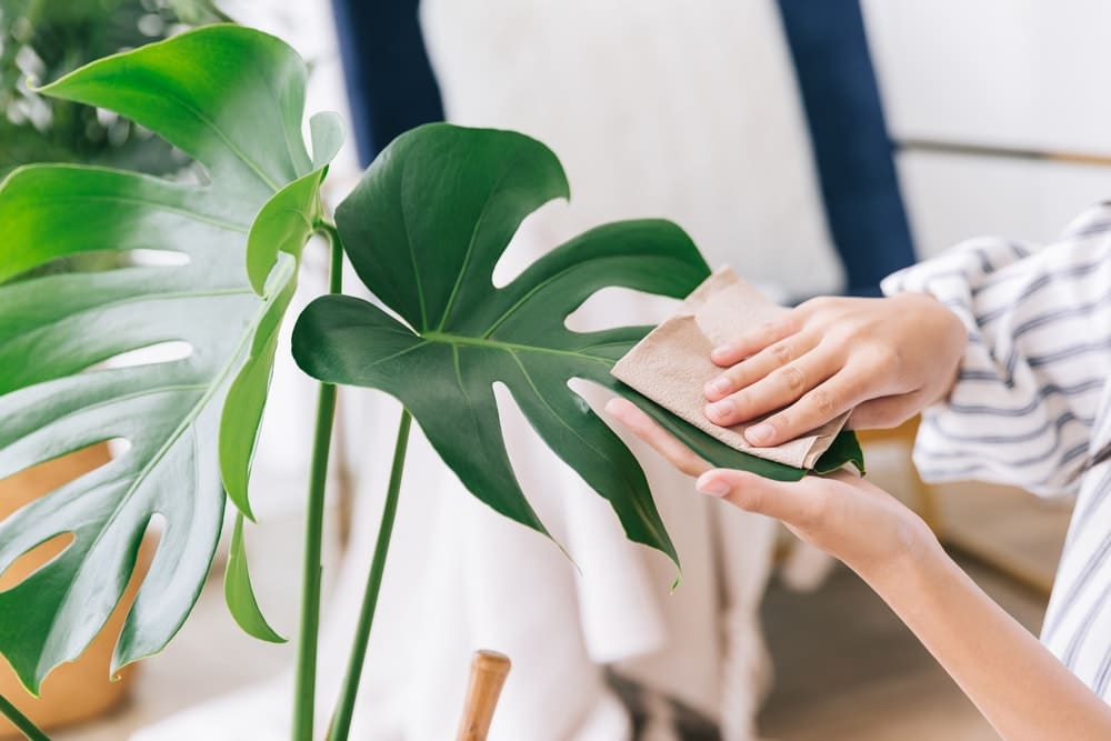 What is a reliable maid service in Rainier