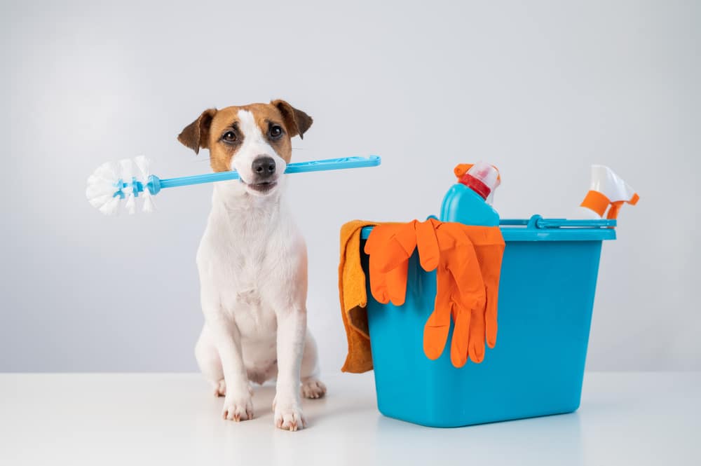 How to keep your house fresh with pets