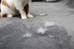 How to stop pet hair from getting everywhere