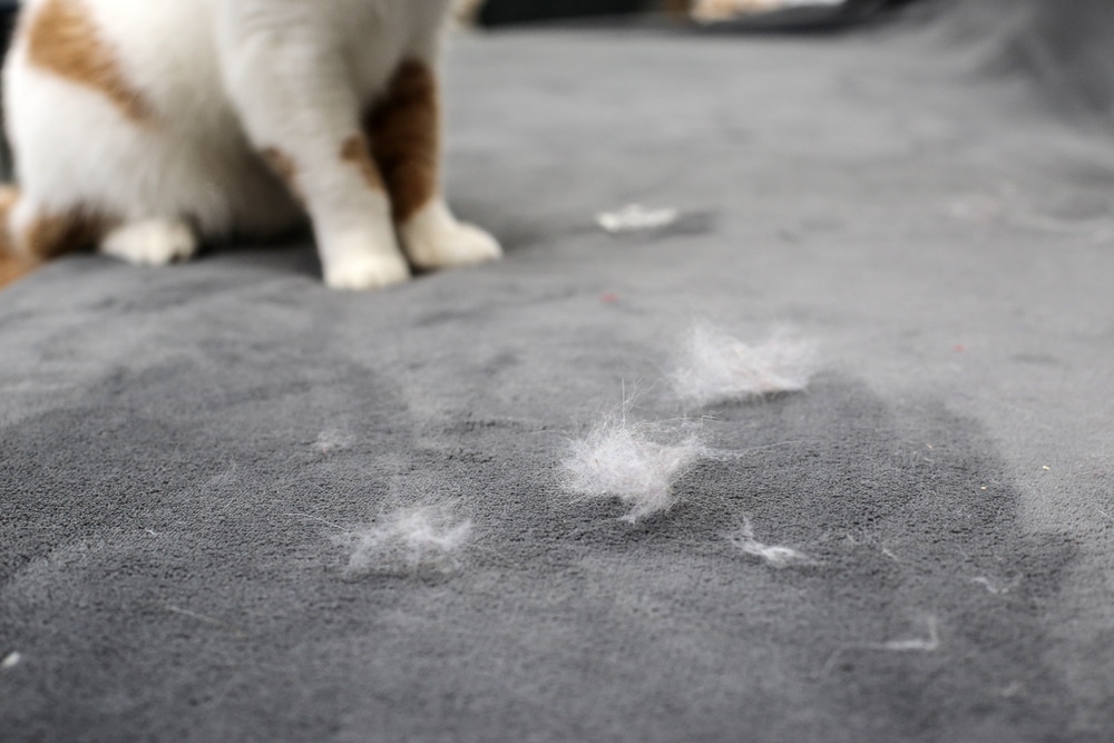 How to stop pet hair from getting everywhere