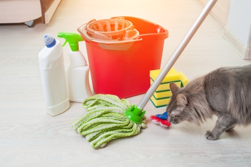 Where can I find expert house cleaners on Steamboat island and the area