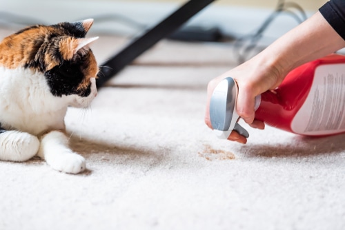 expert house cleaning on Steamboat Island