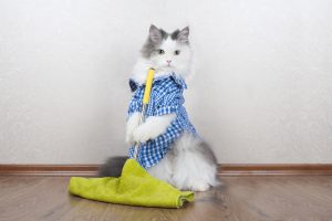 How do I get rid of cat hair in my house