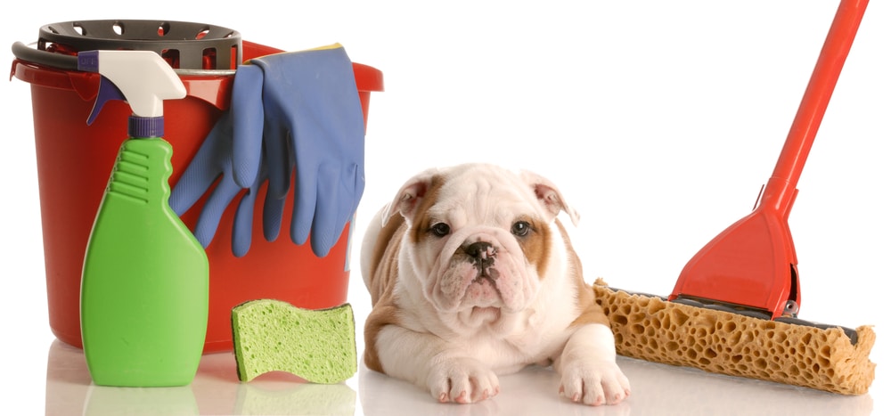 How do I get rid of the dog smell in the house