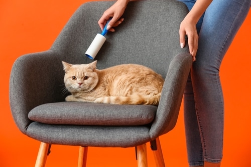 Where can I find one of the best house cleaning services on Steamboat Island
