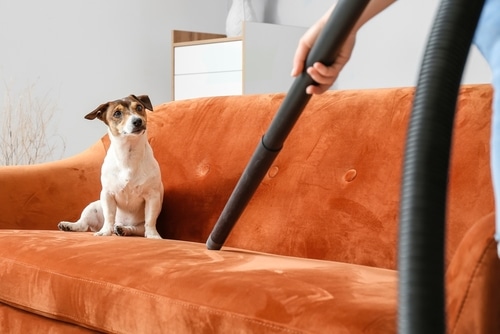 Where can I find the leading house cleaning service on Steamboat Island