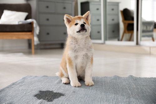 house cleaning service on Steamboat Island, WA