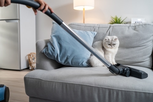 house cleaning services Steamboat Island