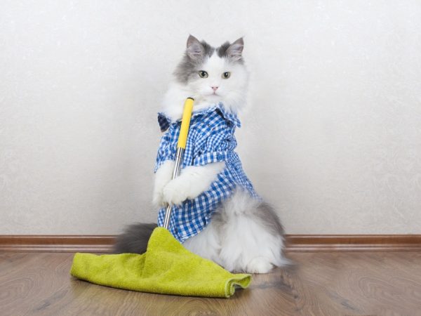 How do I get rid of cat hair in my house