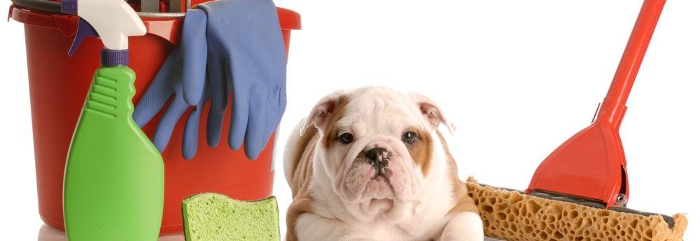 How do I get rid of the dog smell in the house