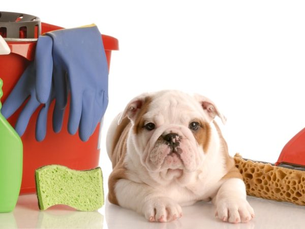 How do I get rid of the dog smell in the house