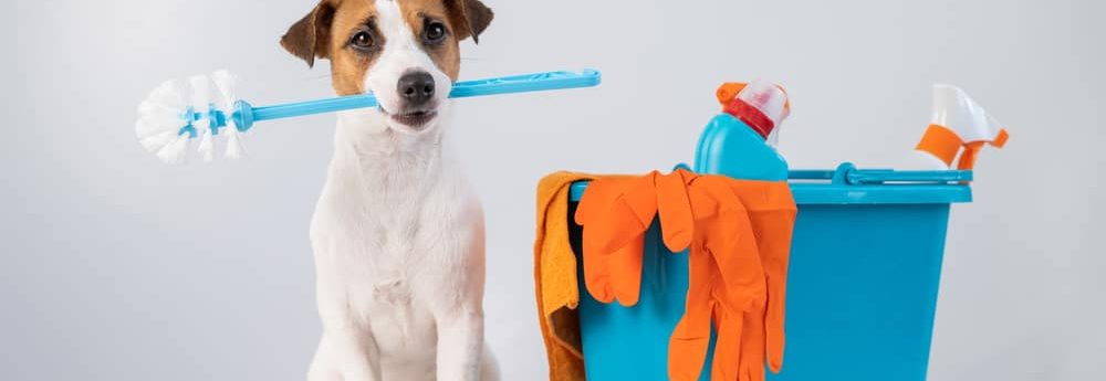 How to keep your house fresh with pets