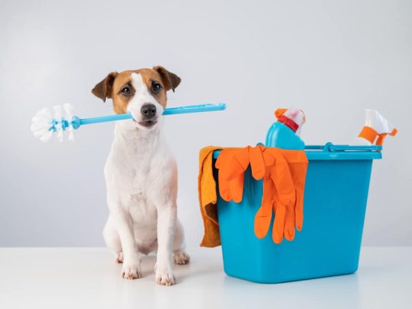 How to keep your house fresh with pets
