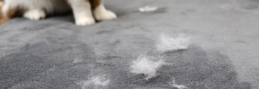 How to stop pet hair from getting everywhere