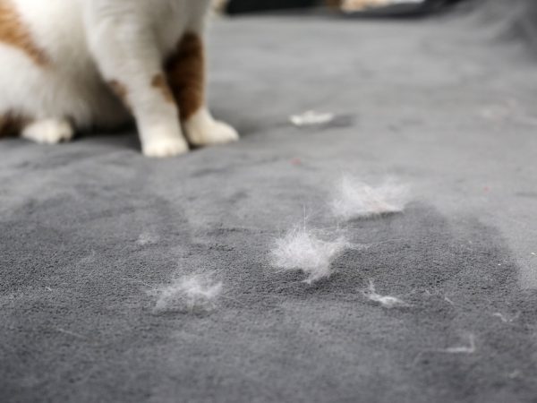 How to stop pet hair from getting everywhere