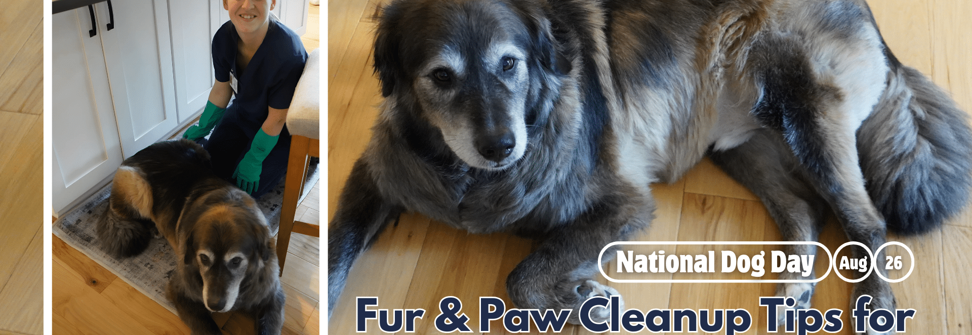 National Dog Day Fur & Paw Cleanup Tips for Olympia Pet Lovers (1) National Dog Day: Fur & Paw Cleanup Tips for Olympia Pet Lovers