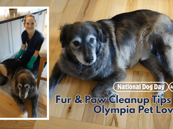National Dog Day: Fur & Paw Cleanup Tips for Olympia Pet Lovers